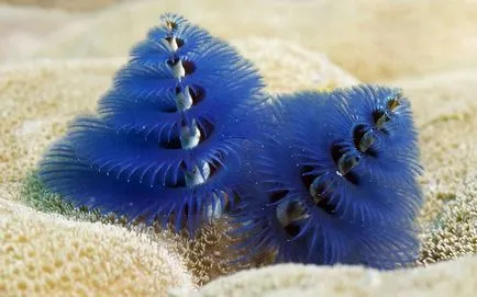 Recifele de corali din fotografii - știri în imagini
