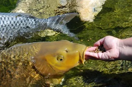 hrănirea koi