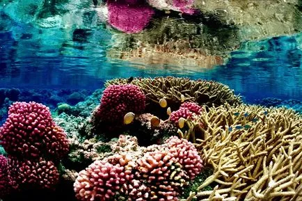 A korallzátonyok - elképesztő fotók