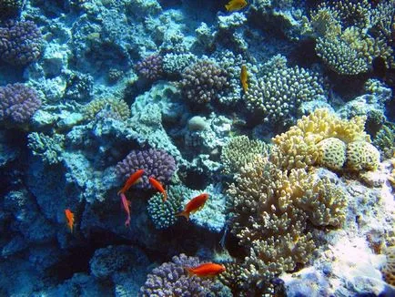 Кораловите рифове - невероятни снимки