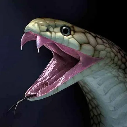 Regele Cobra (13 poze)