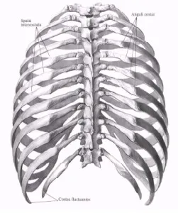 Кости от гърдите - на мястото на студенти по медицина