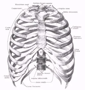 Кости от гърдите - на мястото на студенти по медицина