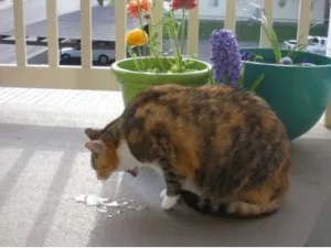 Cat regurgitează alimente, pisica vomita dupa masa