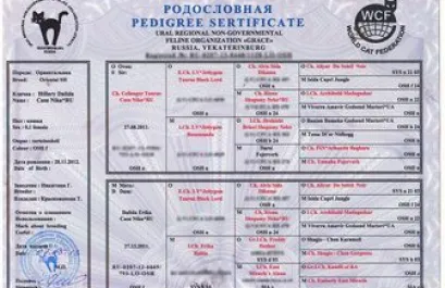 Кішка не підпускає кота (кота) Кішка не підпускає кота