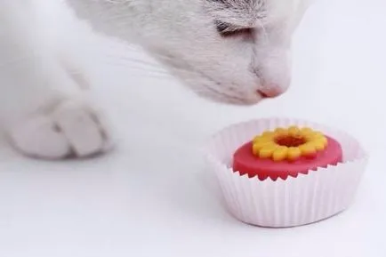 Кошатникам на замітку! 30 цікавих фактів про кішок кілька корисних порад