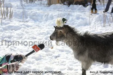 Goat Тимур донесе булка, който яде сандвичи с червен хайвер