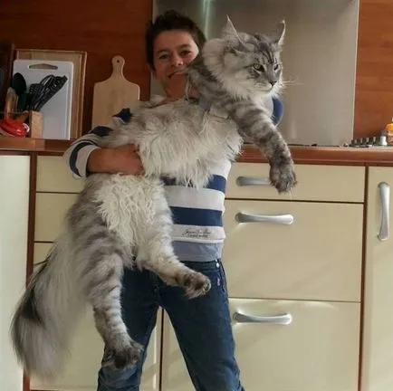 Кошатникам на замітку! 30 цікавих фактів про кішок кілька корисних порад