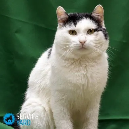 Fehér macska fekete foltok, serviceyard-kényelmes otthon kéznél