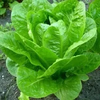 Вирощування качанового салату (вирощування) Вирощування качанового салату