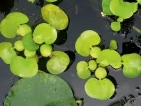 Вирощування водяних лілій - догляд та розмноження, квіти в саду (садиба) (догляд) Вирощування водяних лілій - догляд та розмноження, квіти в саду (садиба)