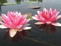 Вирощування водяних лілій - догляд та розмноження, квіти в саду (садиба) (догляд) Вирощування водяних лілій - догляд та розмноження, квіти в саду (садиба)