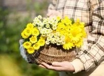 Вирощування хризантем в тепличних умовах - як прискорити цвітіння хризантем (нарощування зеленої маси) Вирощування хризантем в тепличних умовах - як прискорити цвітіння хризантем