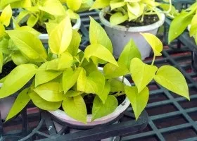 Вирощування епіпремнум і догляд за ним (епіпремнум) Вирощування епіпремнум і догляд за ним