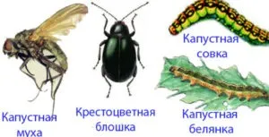 Вирощування цвітної капусти у відкритому грунті з насіння догляд, ідеальний город і сад (догляд) Вирощування цвітної капусти у відкритому грунті з насіння догляд, ідеальний город і сад