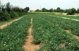 Вирощування томатів за допомогою загущених посадок, сад, город (загущені посадки) Вирощування томатів за допомогою загущених посадок, сад, город