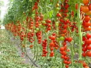 Вирощування томатів за голландською технологією сорти, теплиця, особливості технології та догляду ((вирощування) Вирощування томатів за голландською технологією сорти, теплиця, особливості технології та догляду (