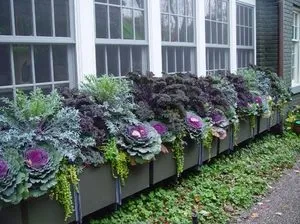 Вирощування декоративної капусти в домашніх умовах з насіння (декоративної) Вирощування декоративної капусти в домашніх умовах з насіння