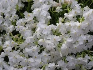 Вирощування флоксів, посадка, догляд, розмноження флоксів, зразкова садиба (розмноження) Вирощування флоксів, посадка, догляд, розмноження флоксів, зразкова садиба