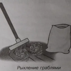 Вирощуємо салат качанний