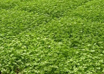 Вирощування петрушки на продаж (петрушки) Вирощування петрушки на продаж