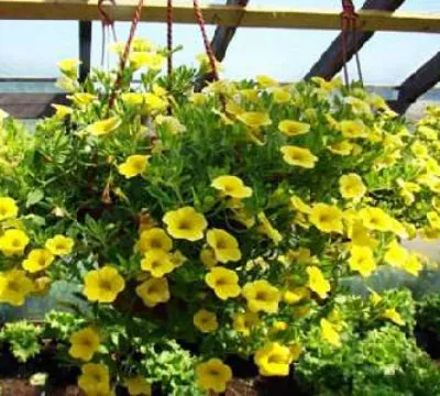 Вирощування петунії з насіння в домашніх умовах, догляд (насіння) Вирощування петунії з насіння в домашніх умовах, догляд