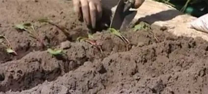 Вирощування буряка розсадою, сад