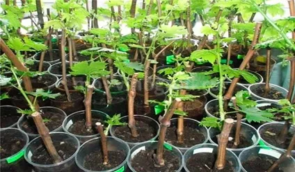 Вирощування винограду з цибухів в домашніх умовах (умовах) Вирощування винограду з цибухів в домашніх умовах