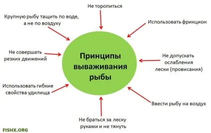 виведення риби