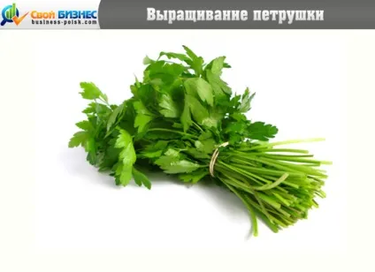 Вирощування петрушки на продаж 1 (вирощування) Вирощування петрушки на продаж 1