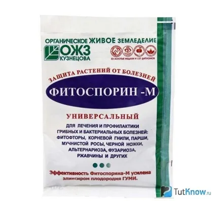 Вирощування епіпремнум і догляд за ним (вирощування) Вирощування епіпремнум і догляд за ним