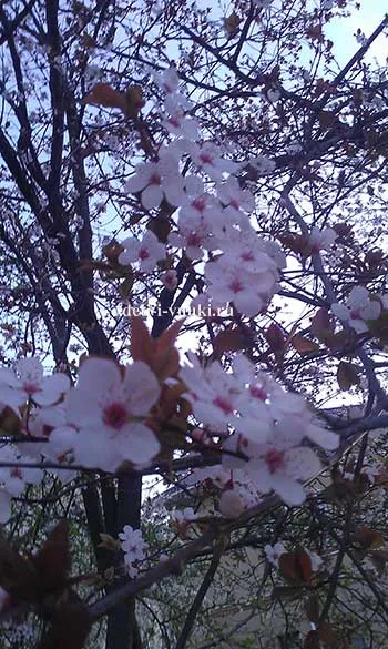A szépség virágzó fák tavasszal, a gyerekek és az unokák