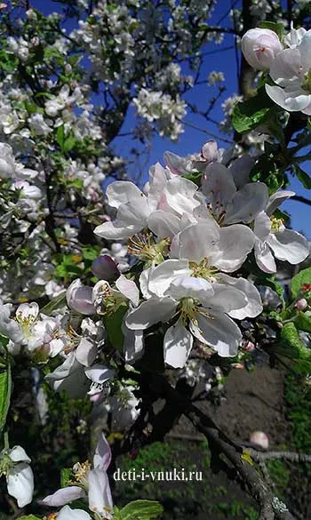 Frumusetea de copaci înflorit în primăvară, copiii și nepoții