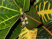 Croton, termesztés, gondozás és a reprodukció az otthoni, Virágbolt Consulting