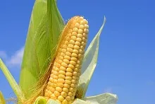 Кредитна карта царевица - условията и възможностите,