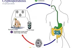 Криптоспори при хора симптоми и лечение