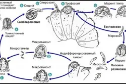 Criptosporidioza oameni simptome și tratament