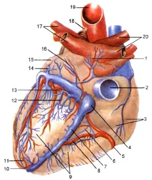 Кръвоносните съдове на сърцето на коронарната артерия, коронарния синус, вида на кръвоснабдяването на сърцето
