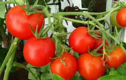 soiuri mari de tomate nedeterminate, hibride, beneficii, în creștere în seră, foto, video