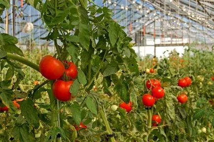 soiuri mari de tomate nedeterminate, hibride, beneficii, în creștere în seră, foto, video