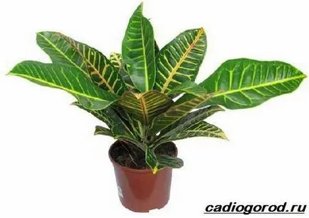 floare Croton