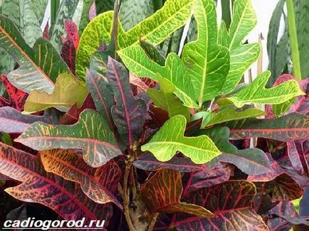 floare Croton