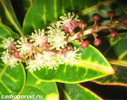 floare Croton