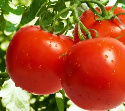 soiuri mari de tomate nedeterminate, hibride, beneficii, în creștere în seră, foto, video