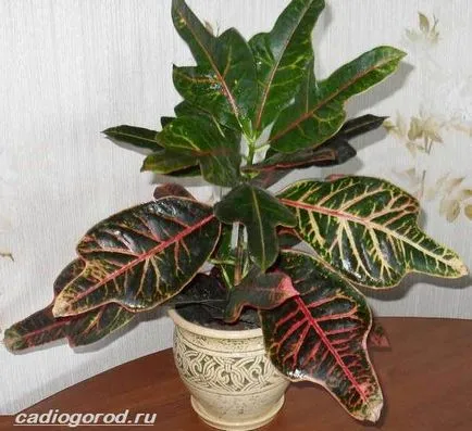 floare Croton