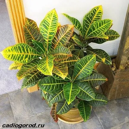 floare Croton