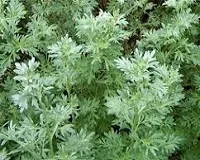 Meadowsweet - gyógyszerek, hasznos tulajdonságok és ellenjavallatok meadowsweet