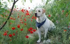 Labrador Retriever la expoziție, hedling câine de formare Labrador fotografie la, expoziție expoziție