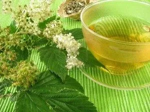 Meadowsweet hasznos tulajdonságokat és ellenjavallatok