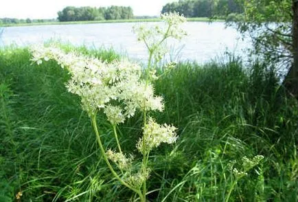 Meadowsweet -, proprietăți și contraindicații utile medicinale cretusca